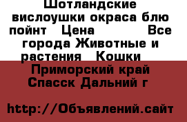 Шотландские вислоушки окраса блю пойнт › Цена ­ 4 000 - Все города Животные и растения » Кошки   . Приморский край,Спасск-Дальний г.